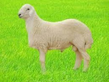 حري وسط 2                       وزن 24 كجم