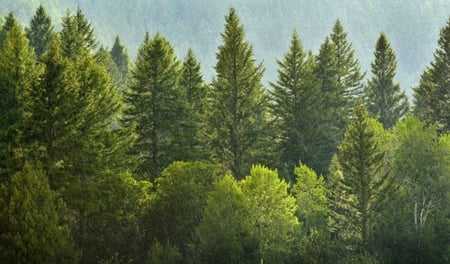 الغابات - عسل الصنوبر حائز على جائزة جودة الطعم الدوليه يعالج التهاب الحلق والتهابات الجهاز التنفسي وِفقاً لدراسةٍ مخبريةٍ نشرتها مجلة Food Chemistry عام 2009، له، تأثيراً مضاداً لهرمون الإستروجين، في خلايا سرطان الثدي، وذلك لمحتواه من مركبات الفينوللطعم