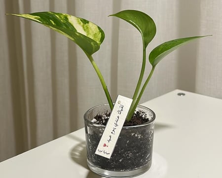 توزيعات بوتس