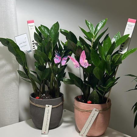 زاميا ( نبته العيد المميزة )