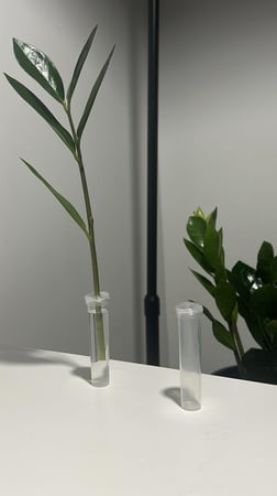 أناء تجذير صغير