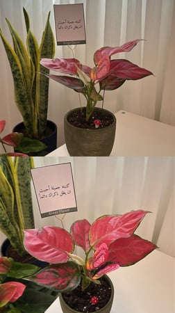 اجلونيما هولندي اصيص لون اخضر