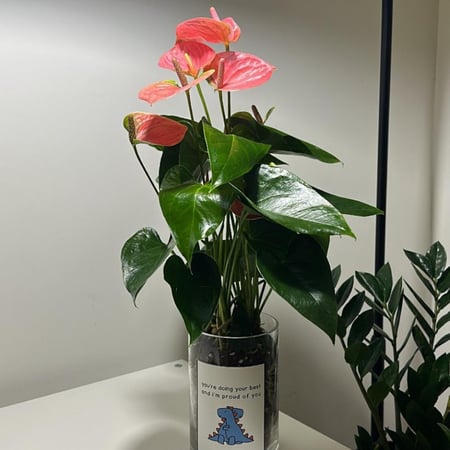 انتوريوم هولندي وردي