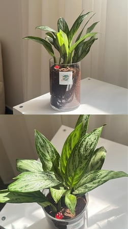 اجلونيما خضرا