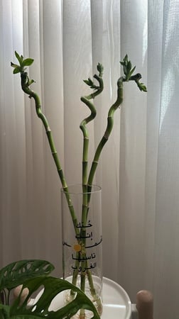 بامبو بطباعة حسب اختيارك