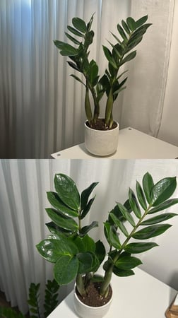 زاميا اصيص ابيض