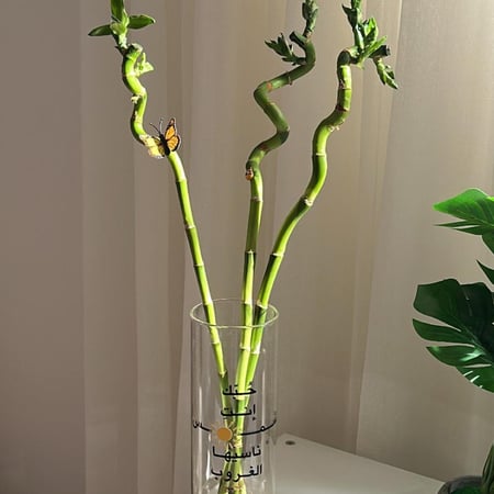 بامبو بطباعة حسب اختيارك