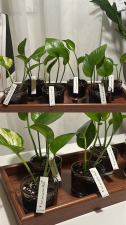 توزيعات بوتس