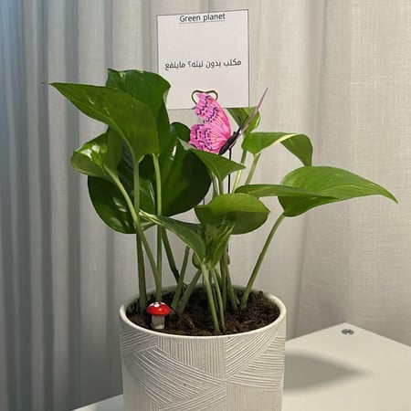 بوتس باصيص سراميك