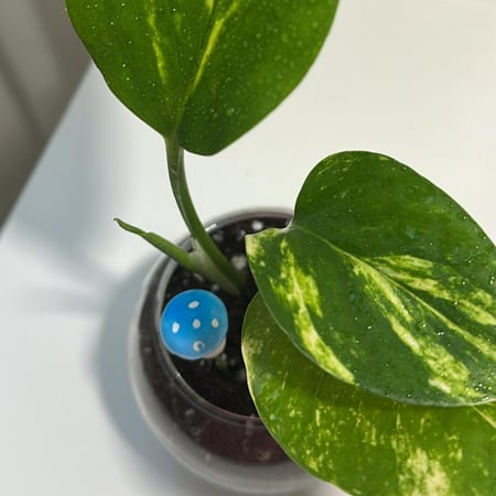 فطر لون ازرق