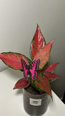 اجلونيما لون وردي