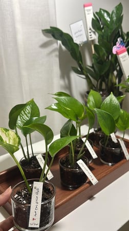 توزيعات بوتس