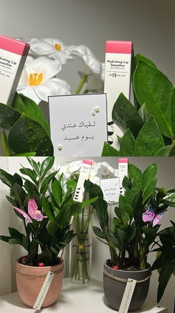 زاميا ( نبته العيد المميزة )
