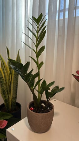 زاميا اصيص فخار