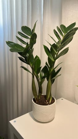 زاميا اصيص ابيض