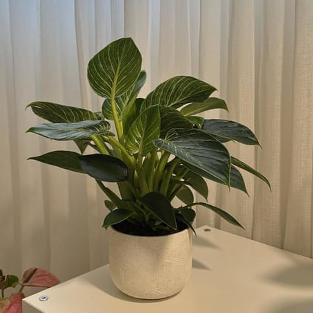 فيلودندرون