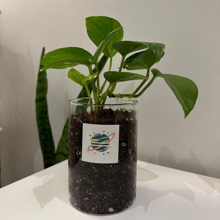 نبات البوتس