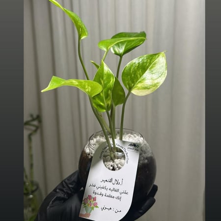 بوتس توزيعات