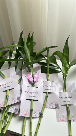 توزيعات بامبو