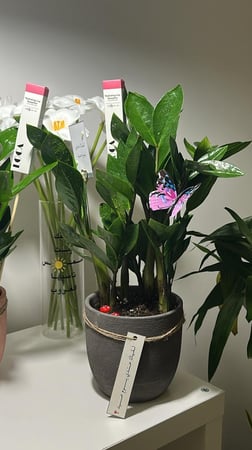 زاميا ( نبته العيد المميزة )