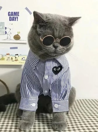 نظارة قطط جلسات تصوير قطط يوم ميلاد القطط العناية بالقطط - متجر قطط