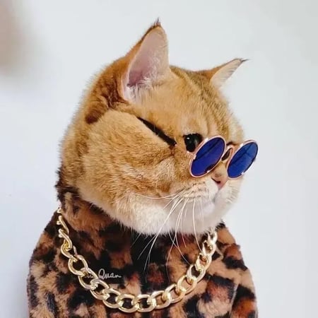 نظارة قطط جلسات تصوير قطط يوم ميلاد القطط العناية بالقطط - متجر قطط