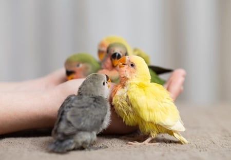 دريم ثرين بخاخ تنظيف ريش الطيور والتخلص من الفاش Dreamethrin Spray