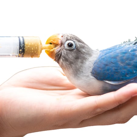 فيرسل لاقا سيريلاك طيور اي 21 - متجر قطتي الجميلة