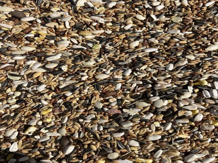 خلطة الطيور المتوسطة درة صن كنيور كويكر Medium Bird Mix Durra Sun Conu