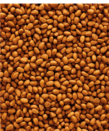 فيرسل لاقا طعام الروز والكروان VERSELE-LAGA P15 ORIGINAL - متجر قطتي ا