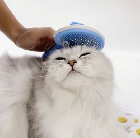 فرشاة كبس تنظيف شعر القطط شامبو القطط الجاف مستلزمات العناية والنظافة