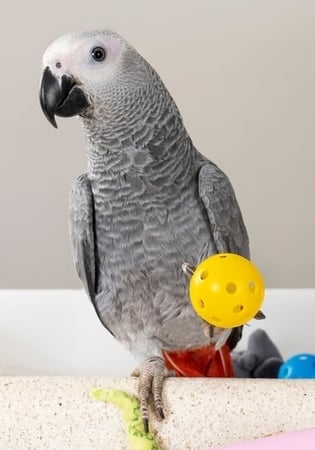 غذاء يومي للببغاوات عالي الطاقة - غذاء الكاسكو من سيتاكوس PSITTACUS high energy