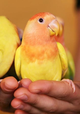 MINOR PSITTACUS  غذاء الروز والطيور المتوسطة - متجر قطتي الجميلة