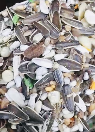 مانيتوبا اكل ببغاء خليط البذور   Pappagalli- متجر قطتي الجميلة