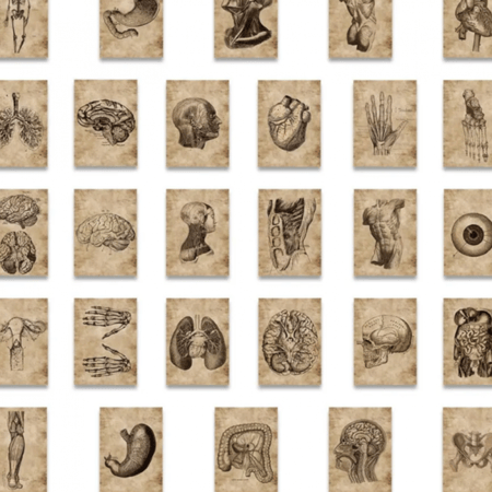 ملصقات الانسان والتشريح | 56 ملصق