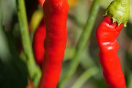 بذور فلفل احمر حار