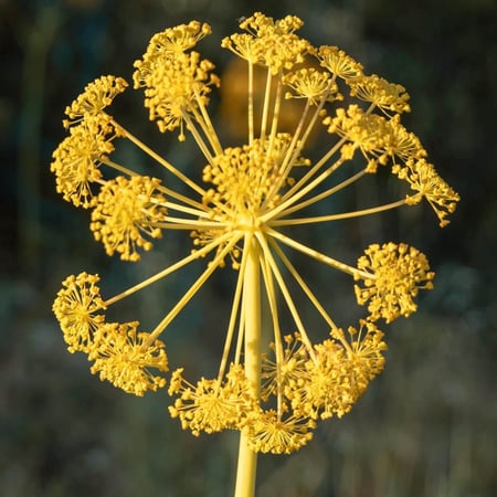 القِنّة - قالبانوم