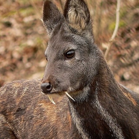 دهن مسك الغزال