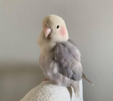 روز اليف →⌈¦