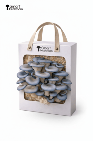 علبة زراعة فطر المحار الأزرق الفورية