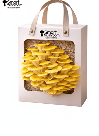 علبة زراعة فطر المحار الأصفر الفورية