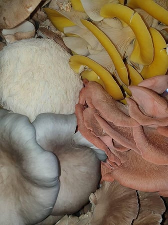 علبة زراعة فطر عرف الأسد الفورية (فطر علاجي لتقوية الذاكرة) – Lion’s Mane Mushroom Growing Kit