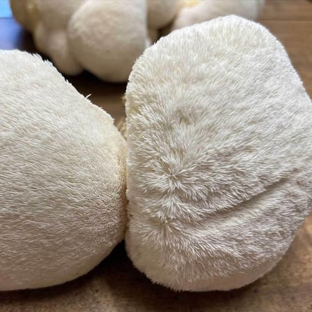 علبة زراعة فطر عرف الأسد الفورية (فطر علاجي لتقوية الذاكرة) – Lion’s Mane Mushroom Growing Kit