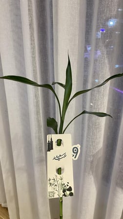 توزيعات بامبو