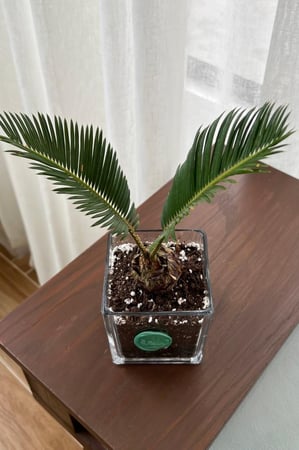 نخلة السيكاس