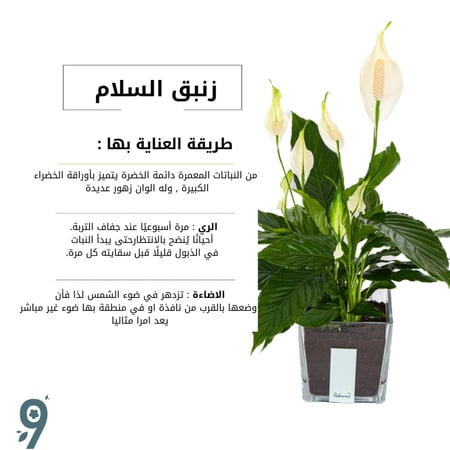 زنبق السلام