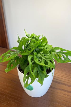 مونستيرا أدانسوني