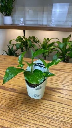 توزيعات بوتس- اليوم الوطني