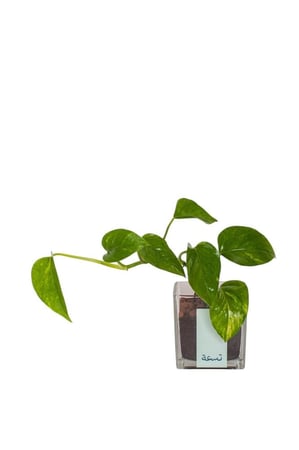 بوتس متسلقه