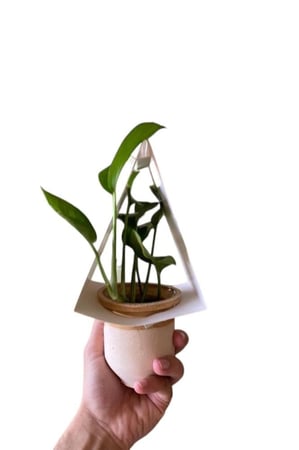 توزيعات بوتس